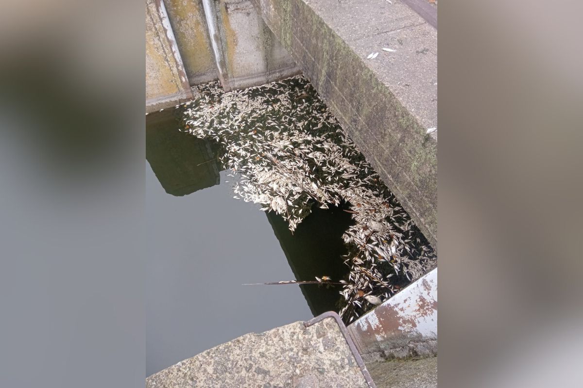 В сети разместили фото мертвых рыб