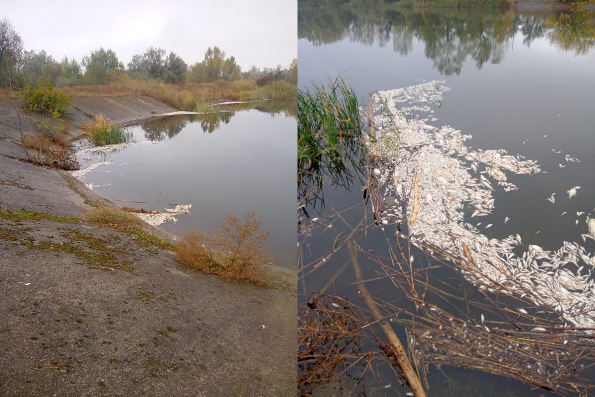 В Днепропетровской области погибла рыба