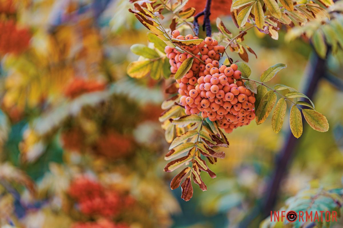 Калина Калина