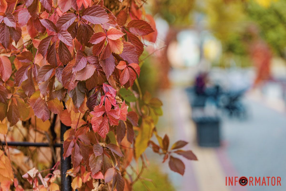 Листья Листья