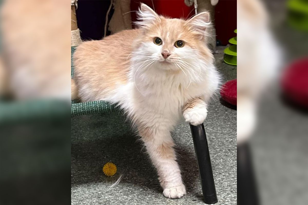 Кроткий кот-подросток, которого фактически спасли от смерти