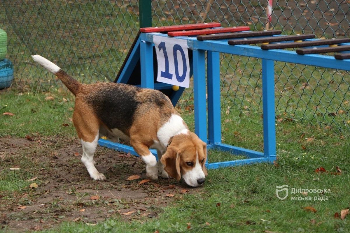 Спасение, помощь, дружба