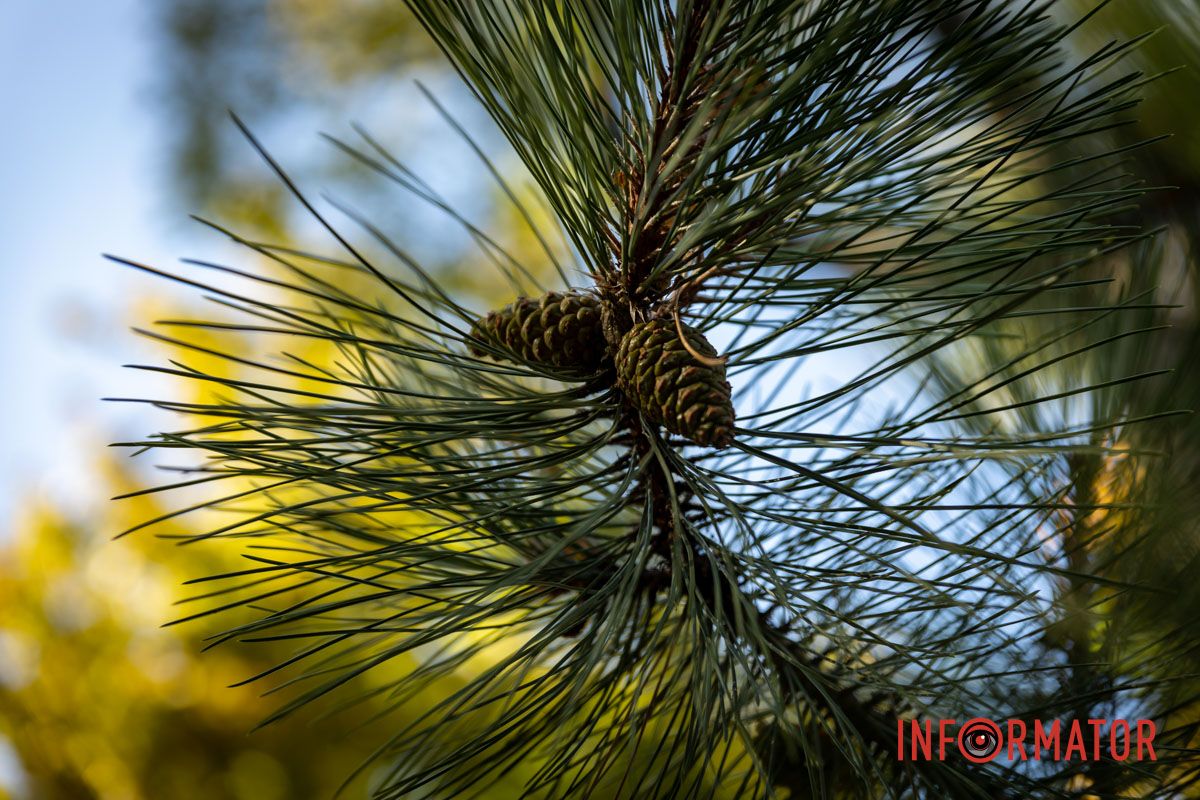 Шишки Шишки