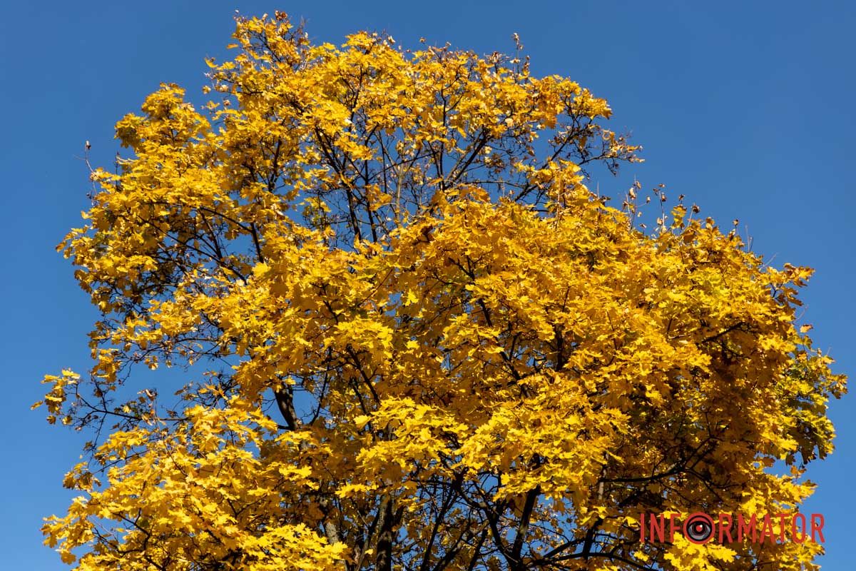 Фото: Дмитро Дворський Фото: Дмитро Дворський