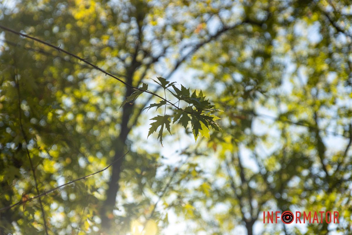 Осінь золотая Осінь золотая