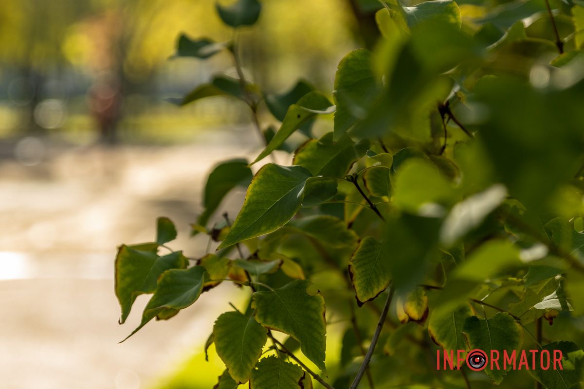 віти напівголі, віти напівголі,