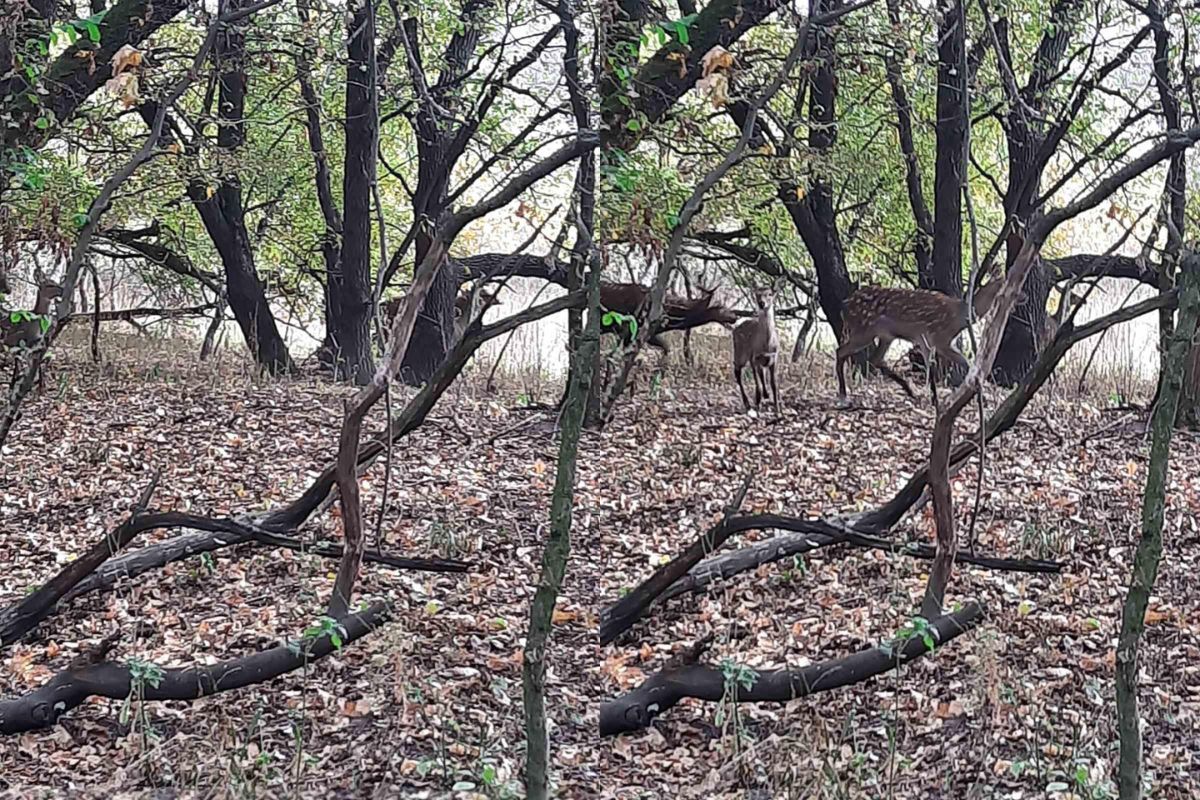 В заповеднике 