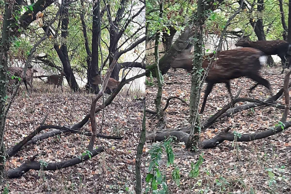 В сентябре-октябре у этих животных происходит гон (брачный период)