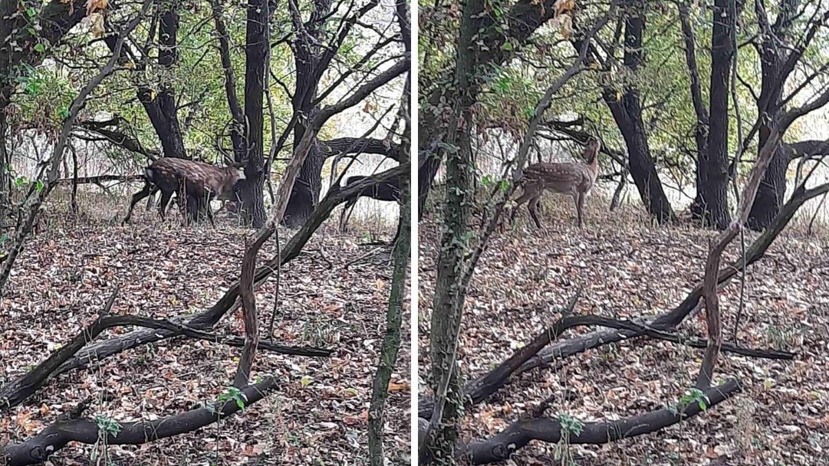 В заповеднике в Днепропетровской области сфотографировали японских оленей