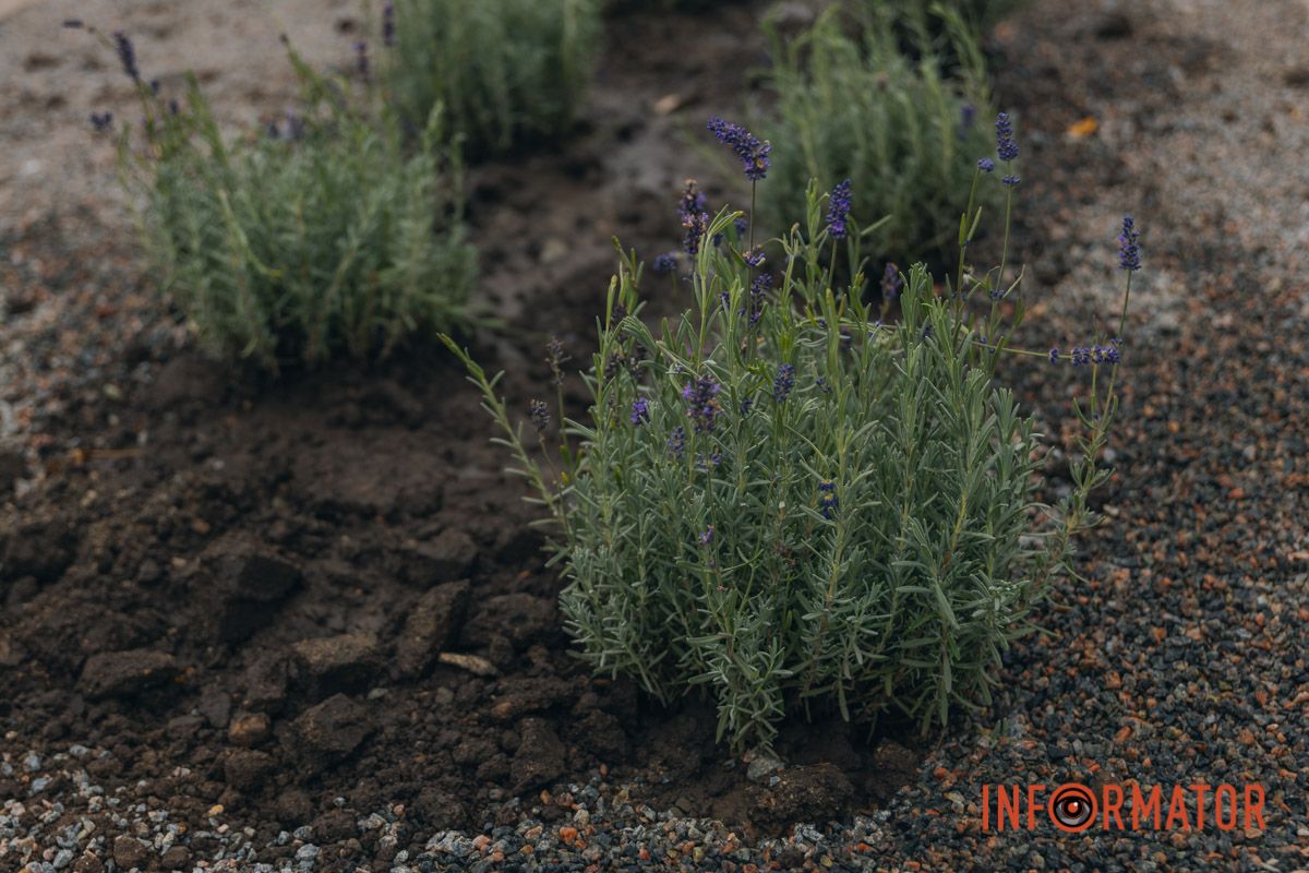 Вже сонечко із небом звечоріли,