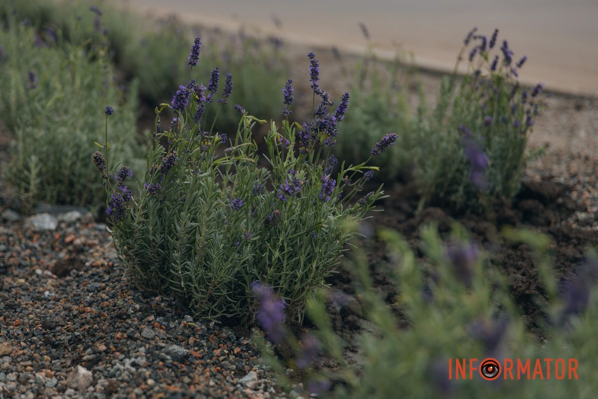 Жартують вітер з сонечком у полі,