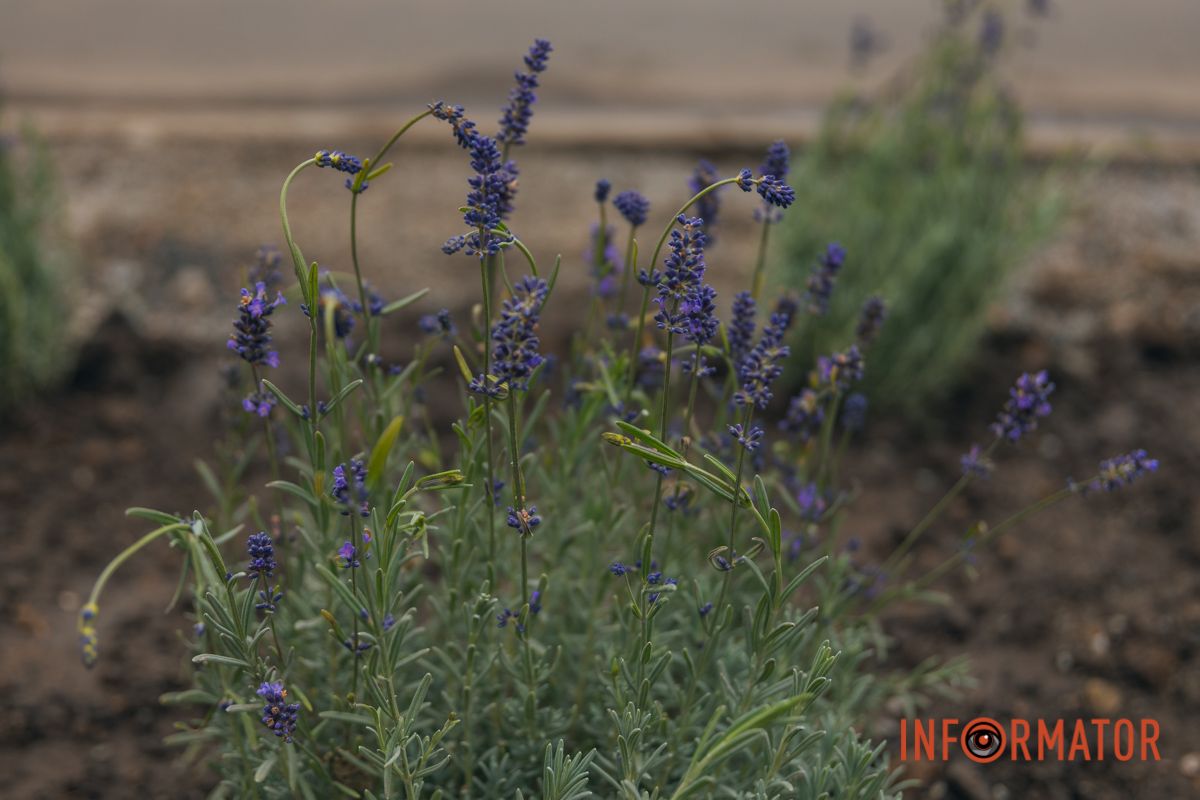 А інші люблять захід більш за все.
