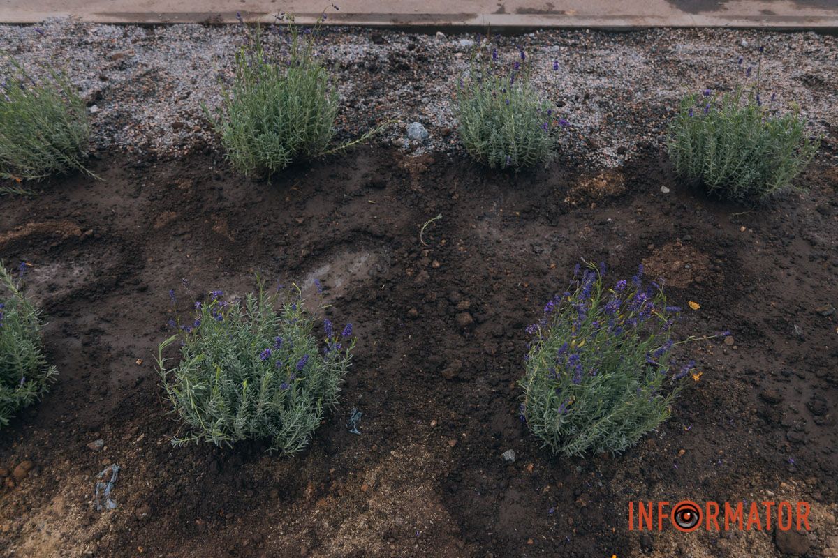 Посадили 25 жовтня 