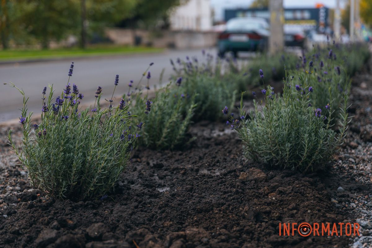 Лаванда 