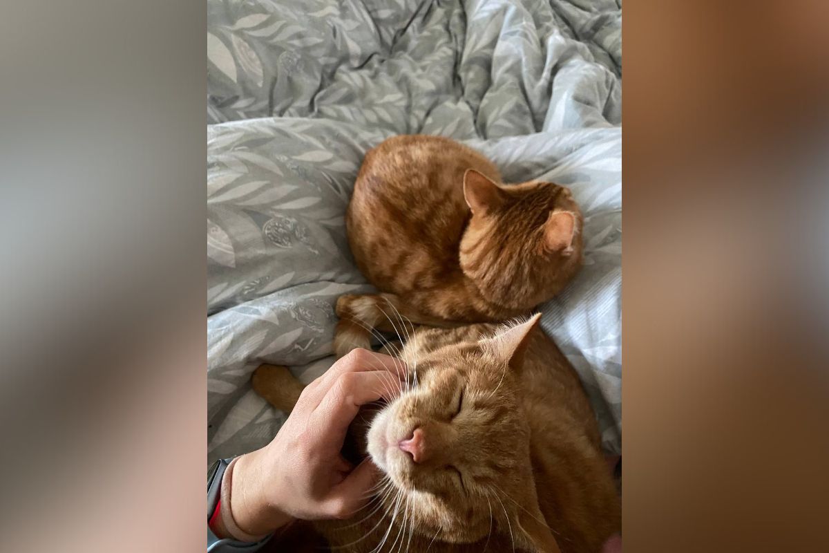 Котики Ра та Лапка Котики Ра та Лапка