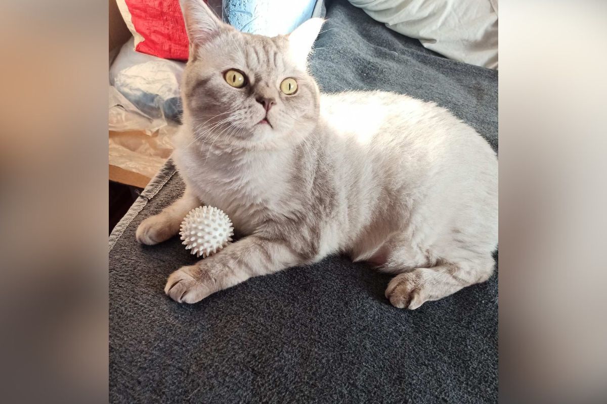 У Філіпа сріблястий окрас шорстки У Філіпа сріблястий окрас шорстки