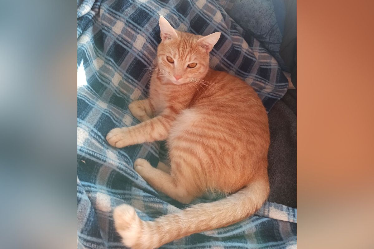 Справжній рудий кіт Рижик Справжній рудий кіт Рижик