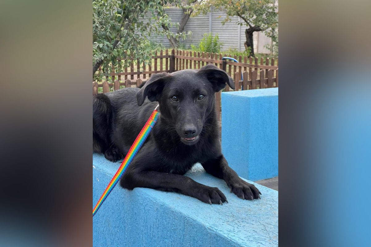 Тор шукає свою першу родину Тор шукає свою першу родину