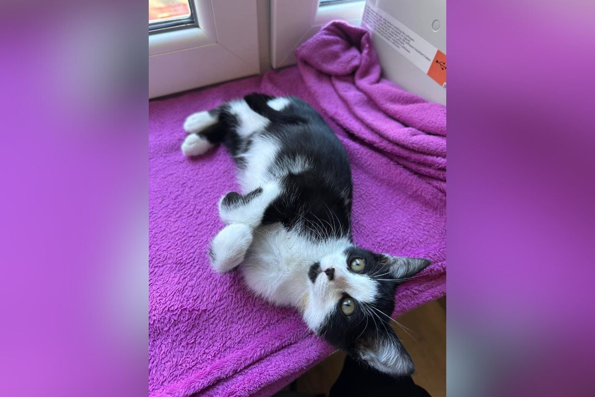 Кмітлива кішечка Хлоя Кмітлива кішечка Хлоя