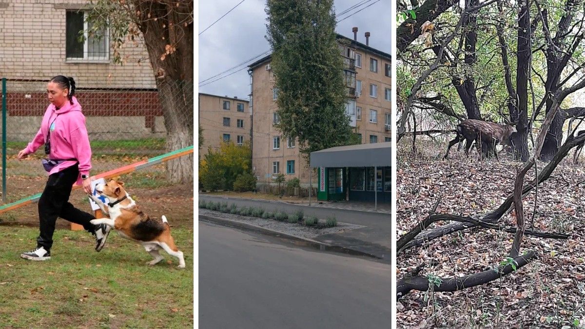 "Гав-Гав Фест", "лавандова толока" та японські олені: топ добрих новин тижня