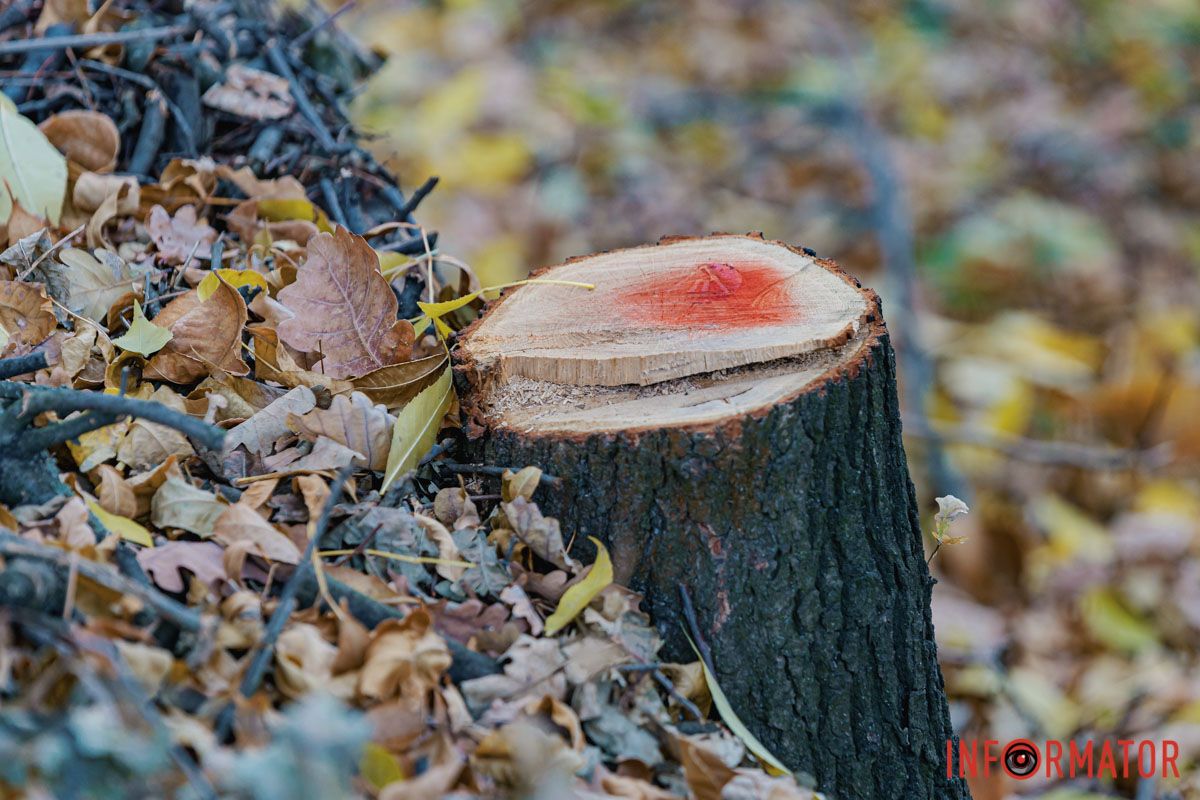 Беседки и качели для детей: в Днепре в Тоннельной Балке обустроят рекреационную площадку 17