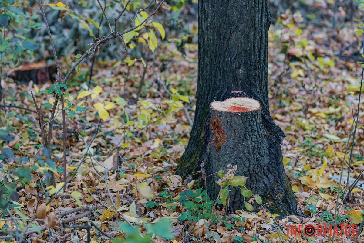 Беседки и качели для детей: в Днепре в Тоннельной Балке обустроят рекреационную площадку 16