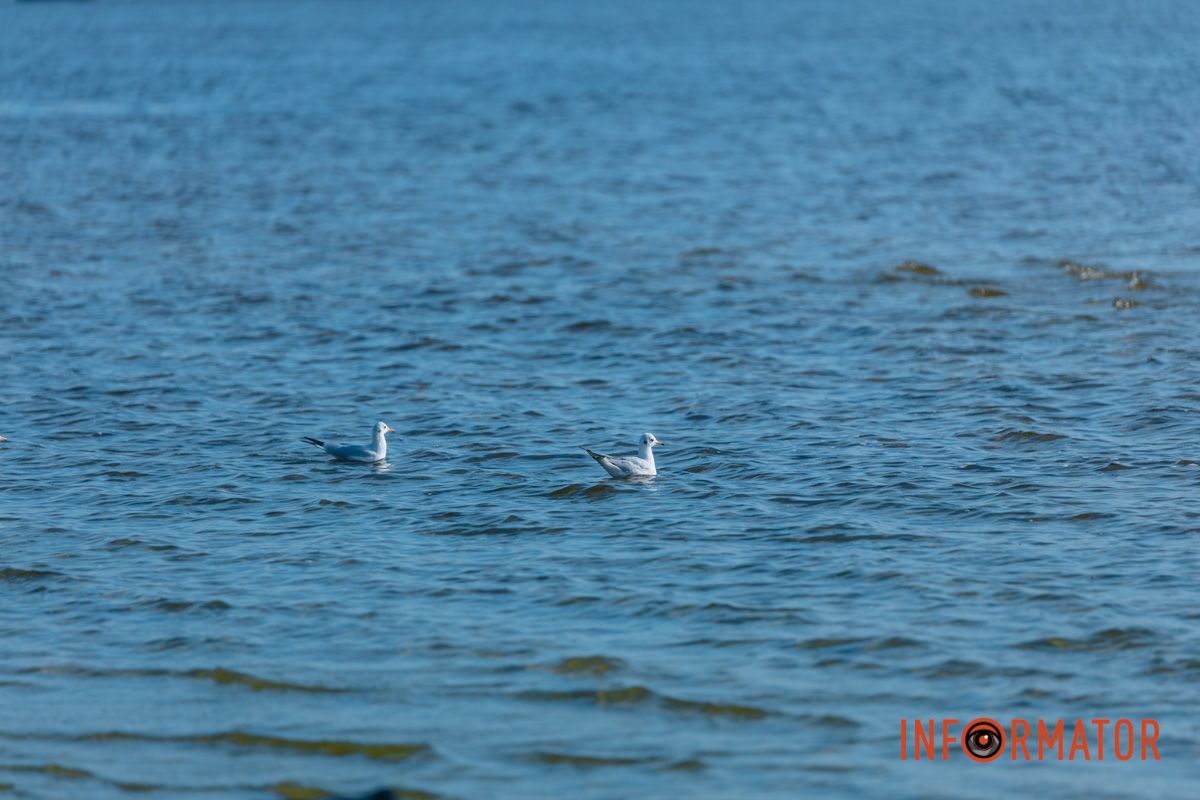 Идеи для ваших фотографий: улицы Днепра украсила невероятная осень 1