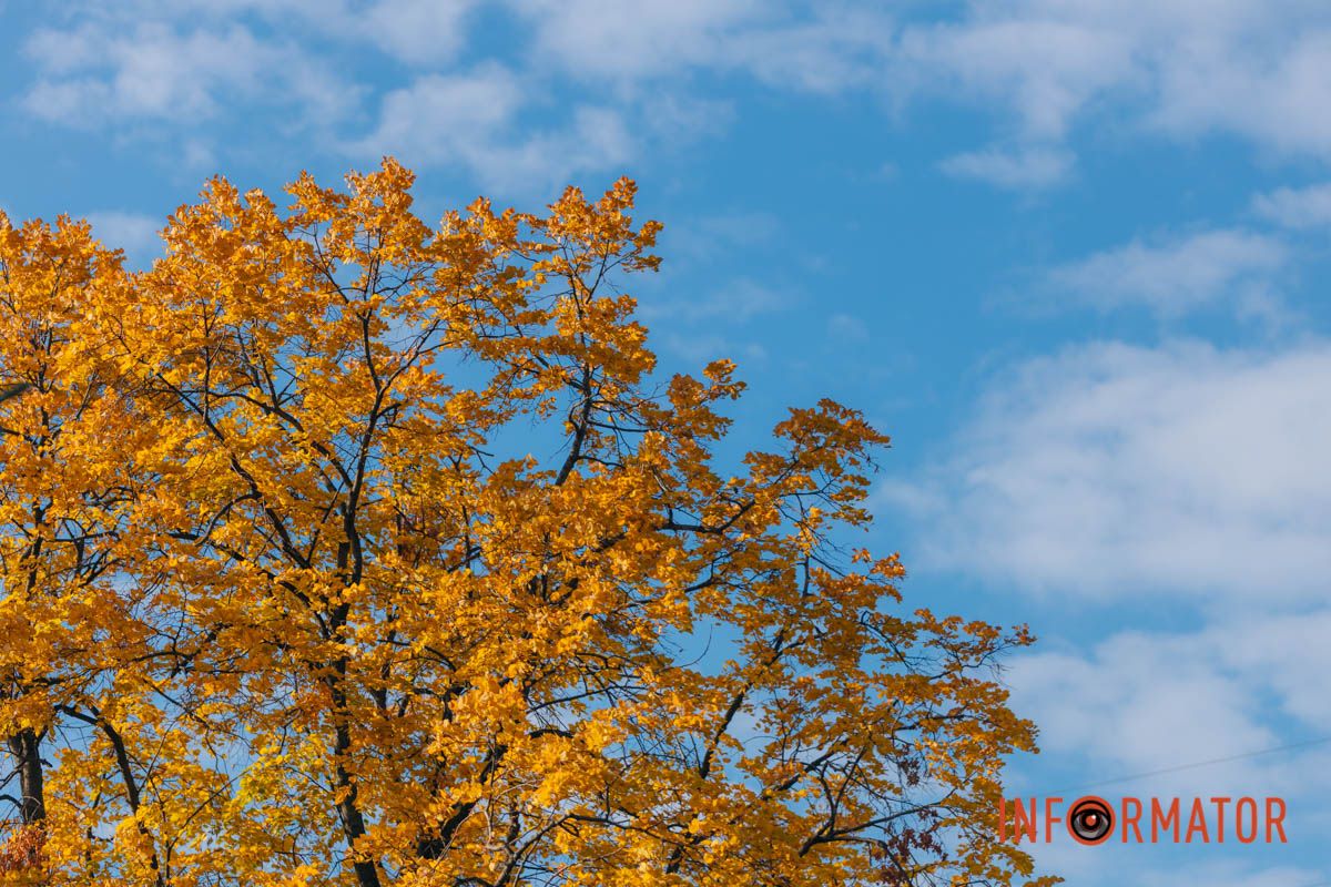 Идеи для ваших фотографий: улицы Днепра украсила невероятная осень 10