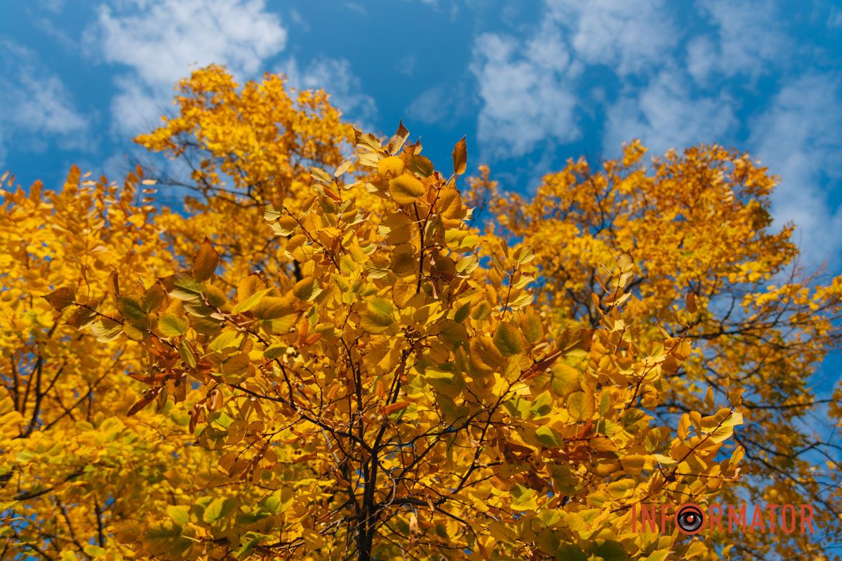 Идеи для ваших фотографий: улицы Днепра украсила невероятная осень 16