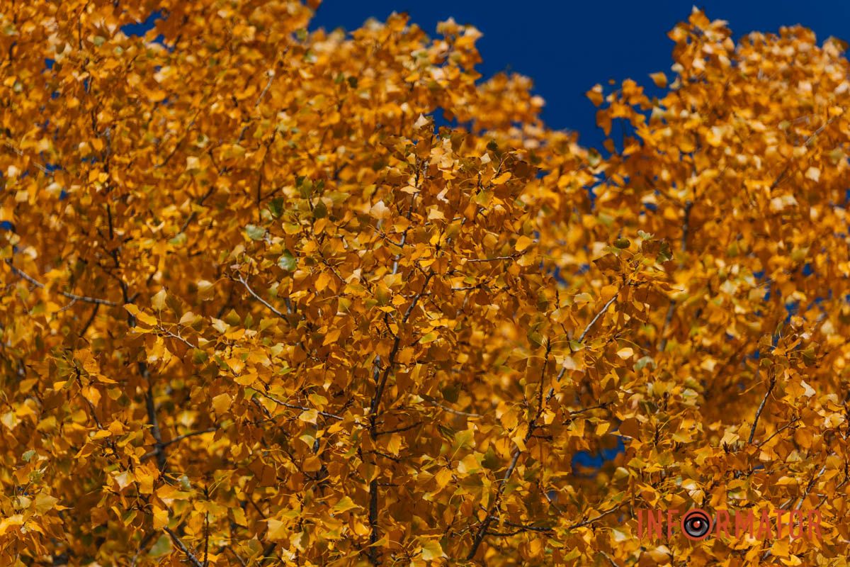 Идеи для ваших фотографий: улицы Днепра украсила невероятная осень 27