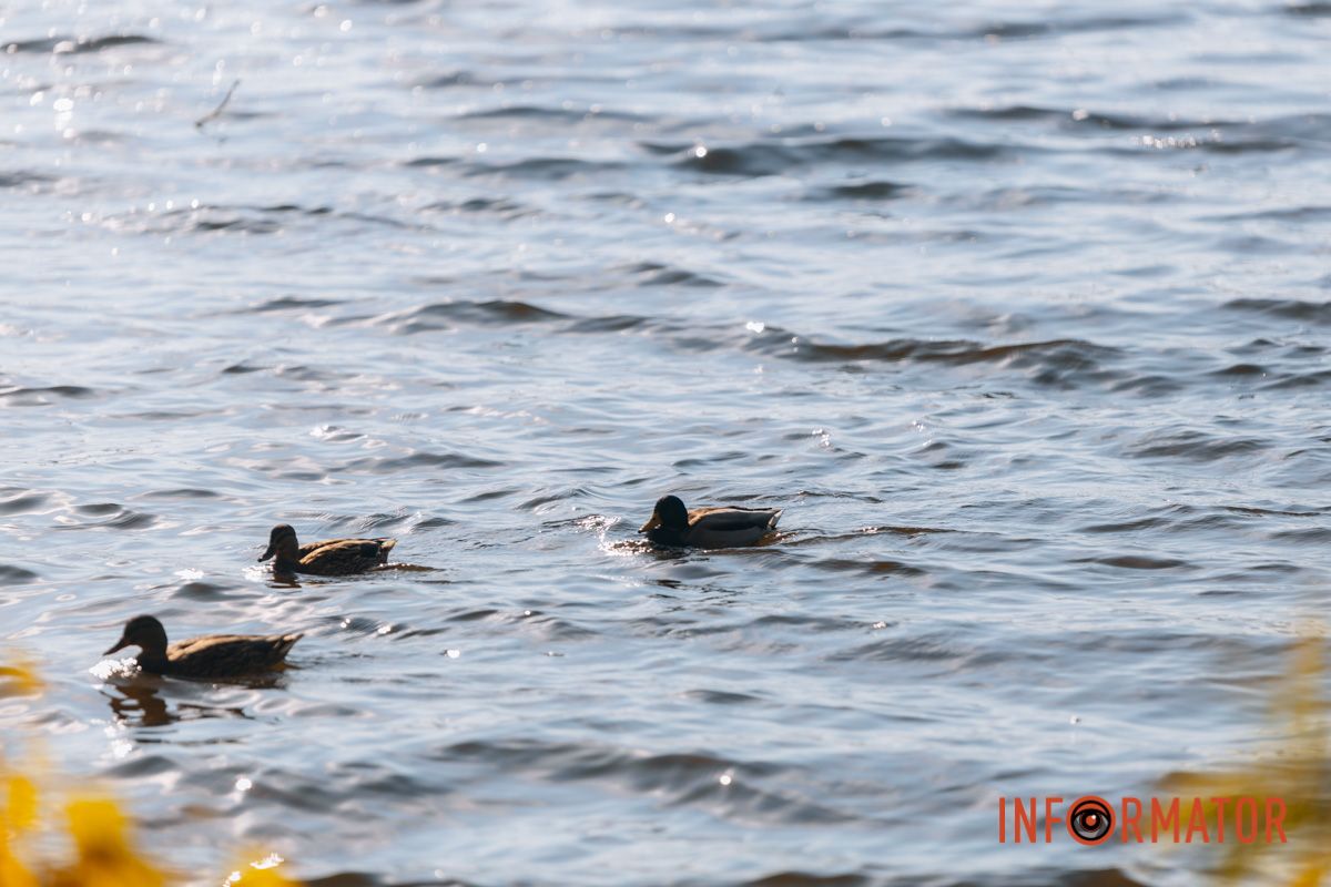 Идеи для ваших фотографий: улицы Днепра украсила невероятная осень 34
