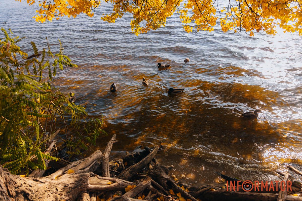 Идеи для ваших фотографий: улицы Днепра украсила невероятная осень 35