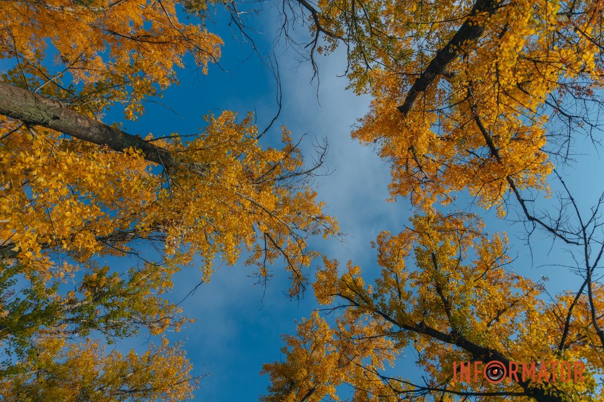 Идеи для ваших фотографий: улицы Днепра украсила невероятная осень 41