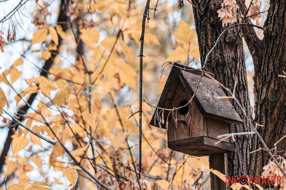 Как в Днепре выглядит парк Шевченко, покрытый золотистым одеялом осени 1