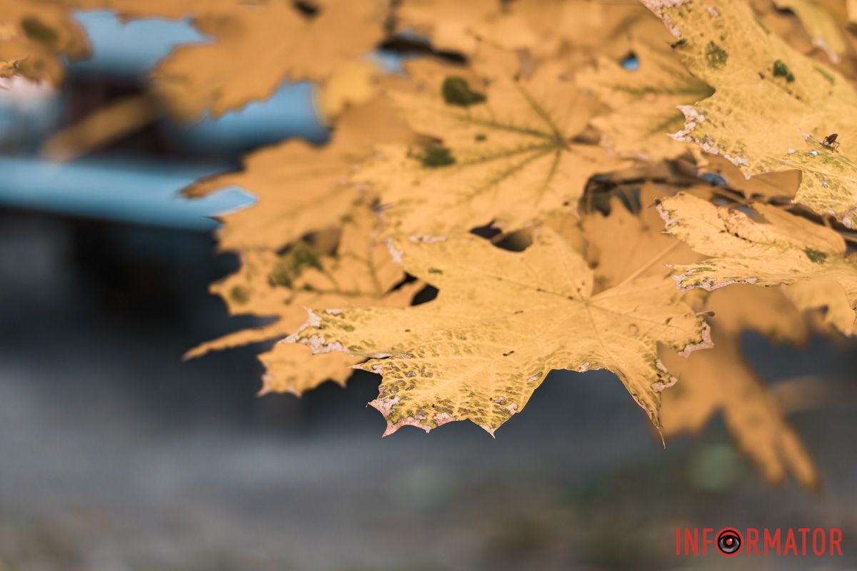 Как в Днепре выглядит парк Шевченко, покрытый золотистым одеялом осени 2