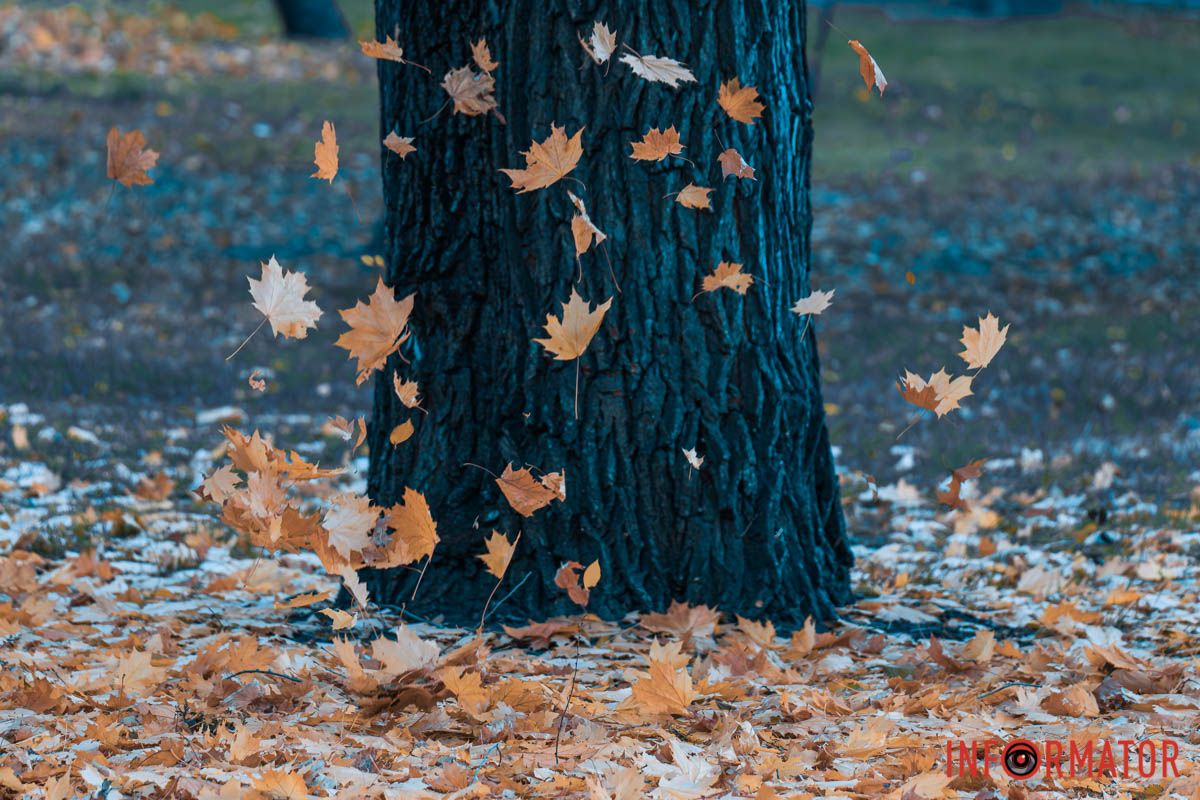 Как в Днепре выглядит парк Шевченко, покрытый золотистым одеялом осени 5