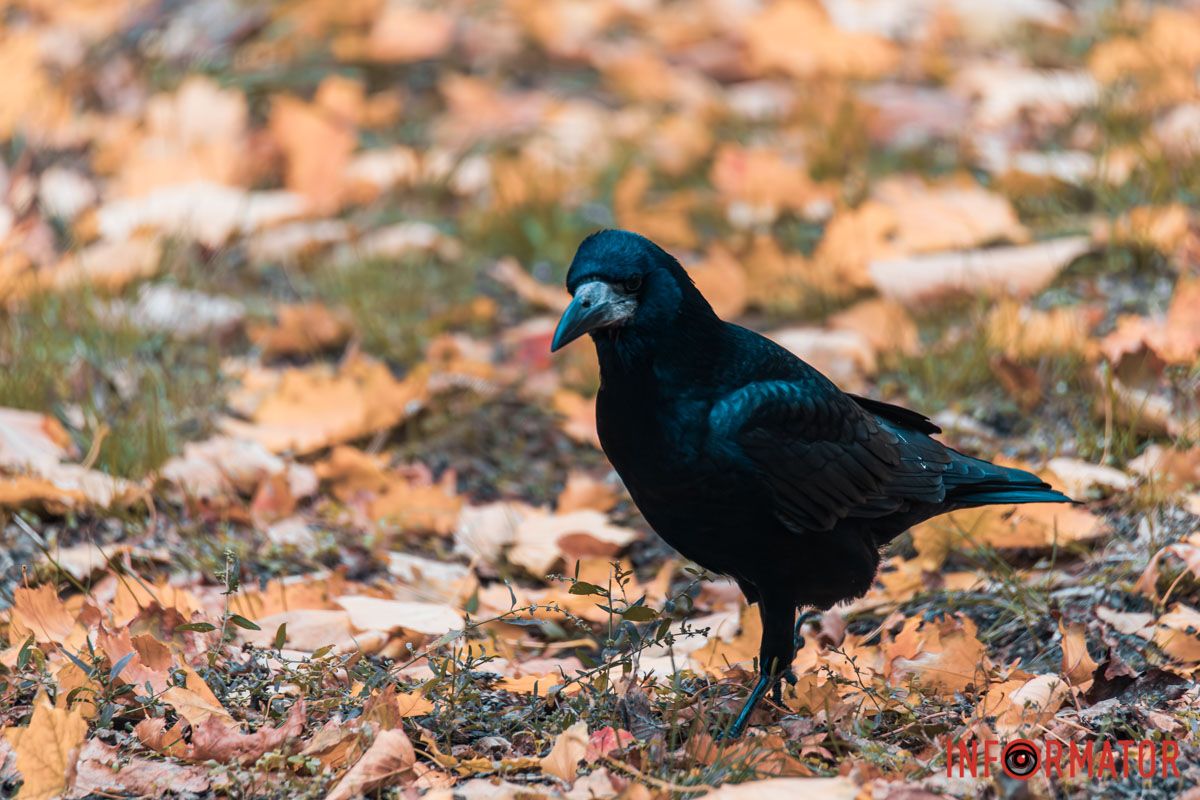 Как в Днепре выглядит парк Шевченко, покрытый золотистым одеялом осени 22