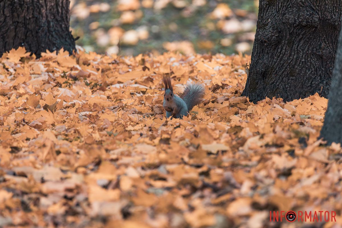 Как в Днепре выглядит парк Шевченко, покрытый золотистым 