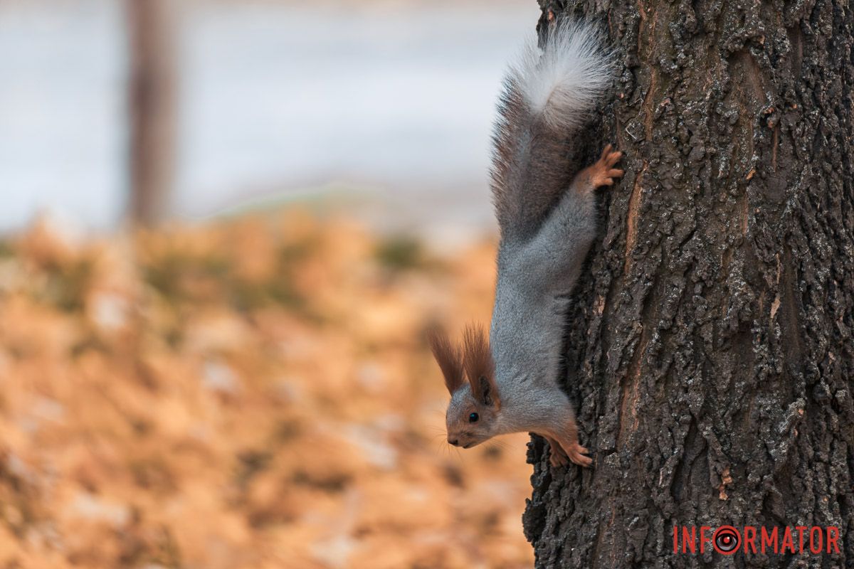 Как в Днепре выглядит парк Шевченко, покрытый золотистым одеялом осени 24