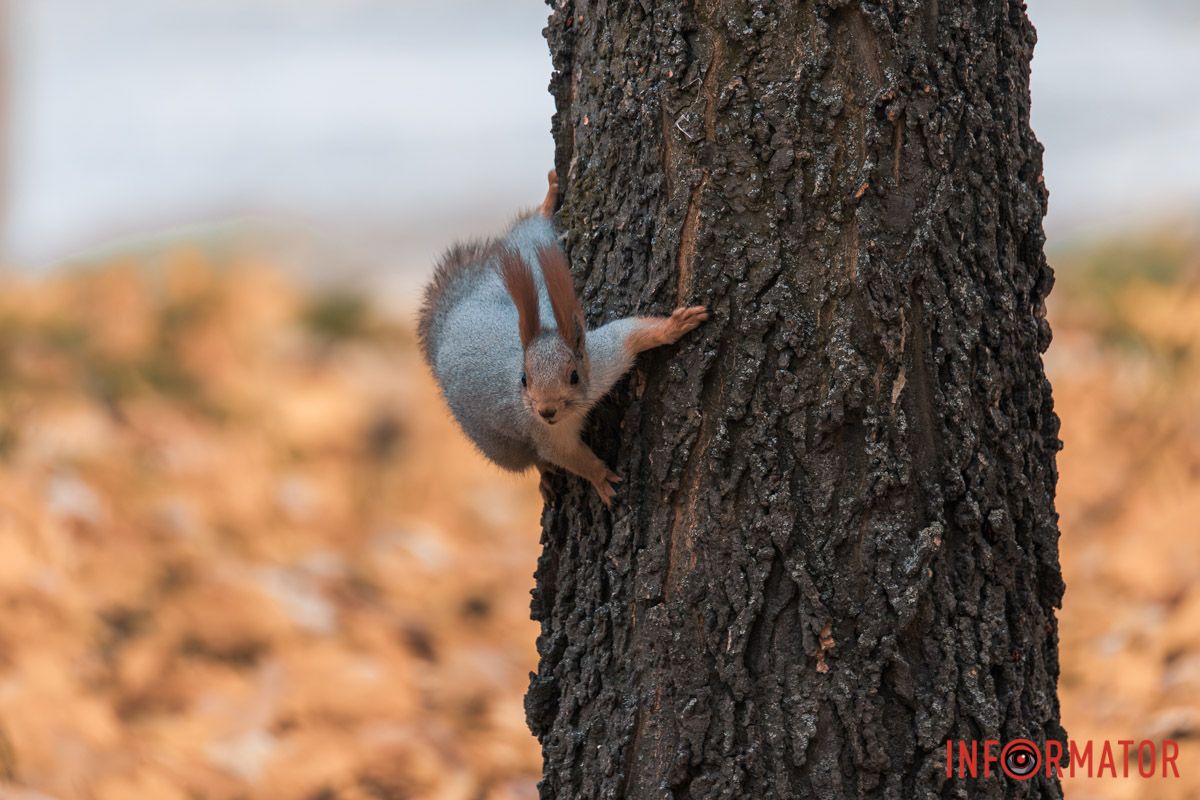 Как в Днепре выглядит парк Шевченко, покрытый золотистым 