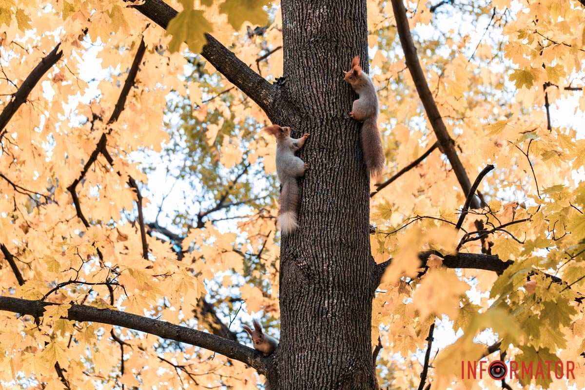 Как в Днепре выглядит парк Шевченко, покрытый золотистым одеялом осени 27