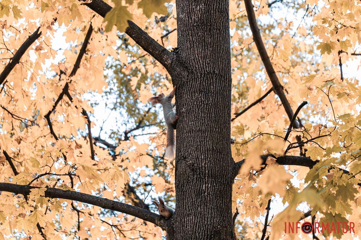 Как в Днепре выглядит парк Шевченко, покрытый золотистым 