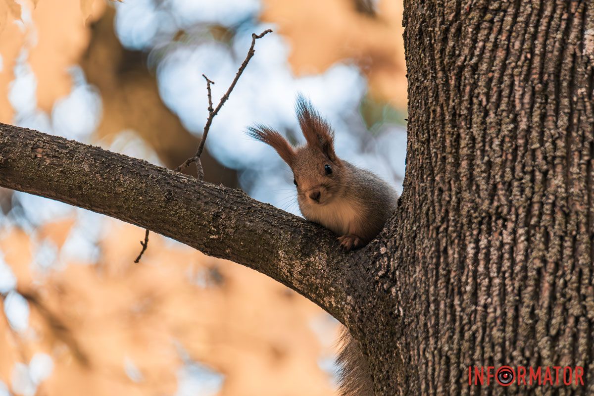 Как в Днепре выглядит парк Шевченко, покрытый золотистым одеялом осени 29