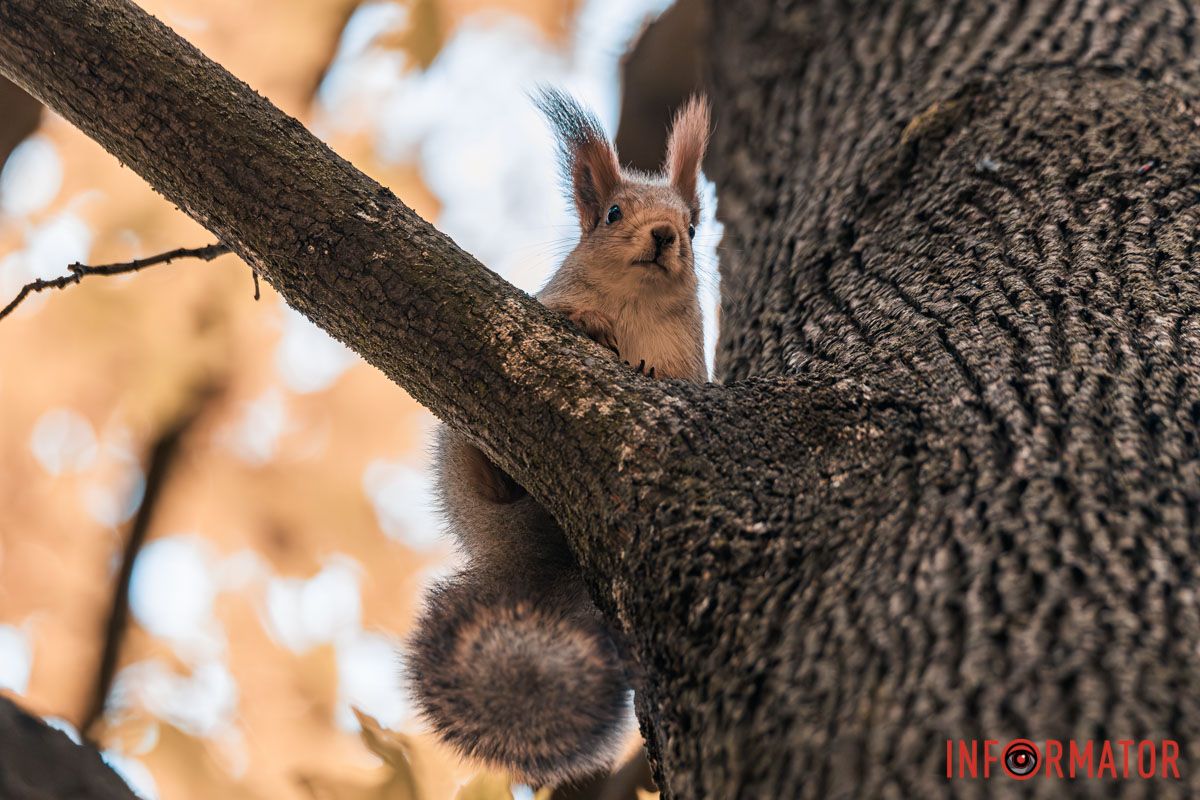 Как в Днепре выглядит парк Шевченко, покрытый золотистым одеялом осени 30