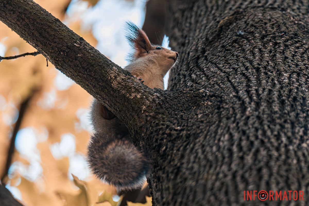 Как в Днепре выглядит парк Шевченко, покрытый золотистым одеялом осени 32