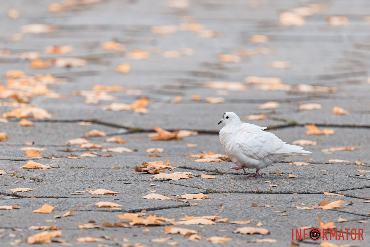 Как в Днепре выглядит парк Шевченко, покрытый золотистым одеялом осени 37