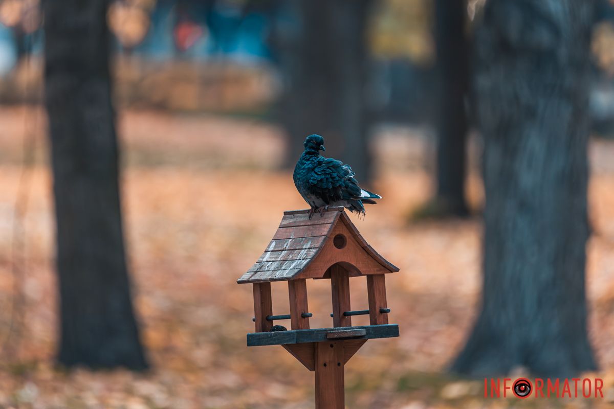 Как в Днепре выглядит парк Шевченко, покрытый золотистым одеялом осени 42