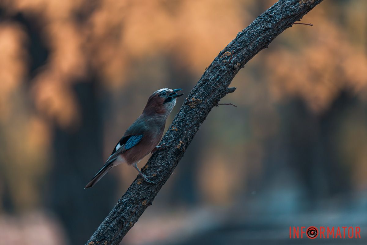Как в Днепре выглядит парк Шевченко, покрытый золотистым одеялом осени 40