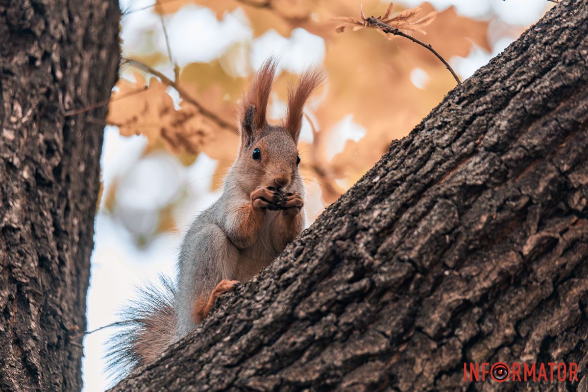 Как в Днепре выглядит парк Шевченко, покрытый золотистым одеялом осени 41