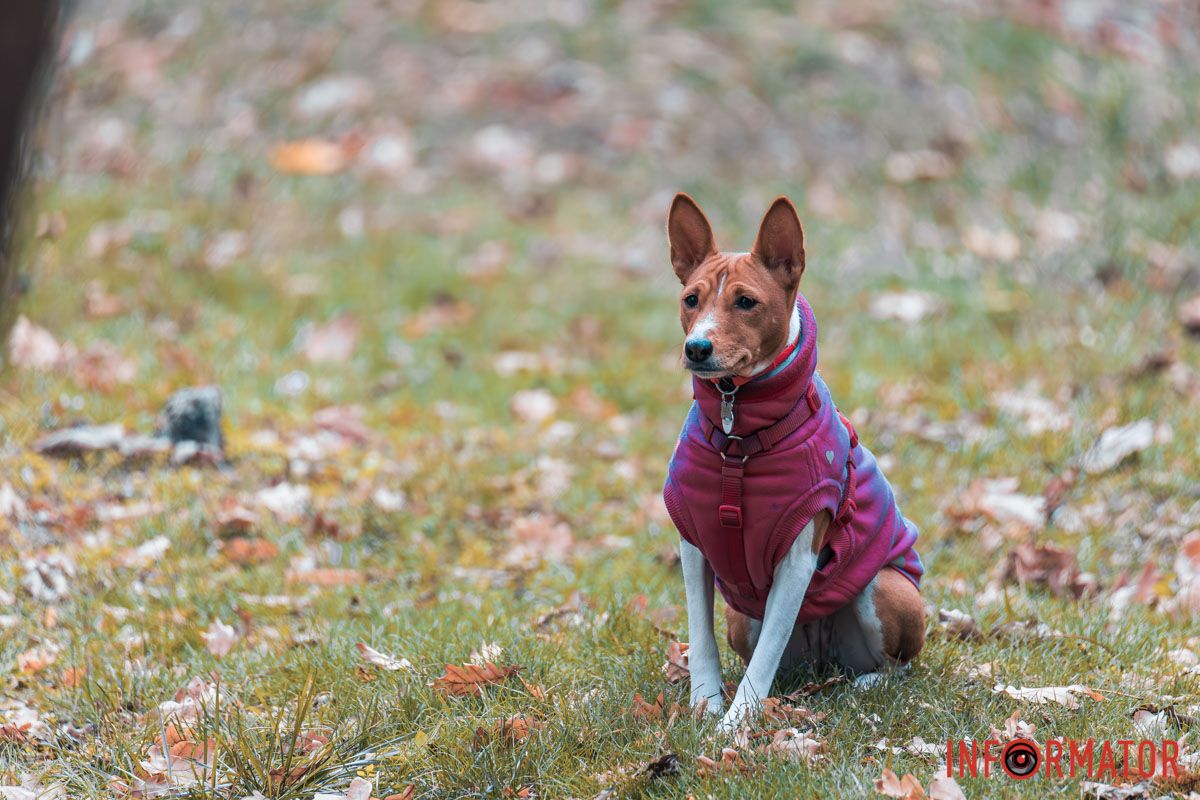 Как в Днепре выглядит парк Шевченко, покрытый золотистым одеялом осени 43